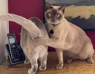 👀 gato, gatos, animal, engraçado, humor, gatinho, animal doméstico telegram sticker