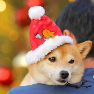 🎅 Hund, Weihnachten, Hut, Lebkuchen, festlich, süß, Shiba Inu telegram sticker