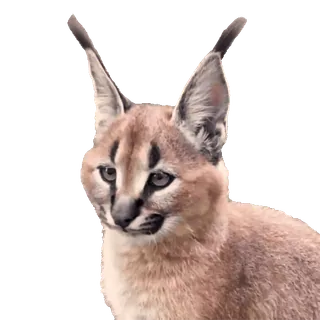😇 Big Floppa big floppa, caracal, cat, feline, meme, animal, ears telegram sticker