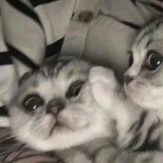 🥰 кот, коты, котёнок, милый, животное telegram sticker