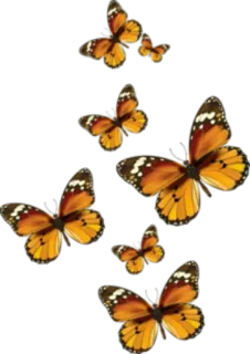 🦋 borboleta, inseto, natureza, laranja, monarca, voando telegram sticker