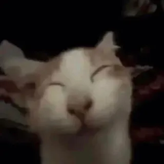 😼 cat, cute, pet, animal, meme whatsapp sticker
