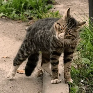 😡 gato, animal, gato malhado, animal de estimação, felino whatsapp sticker
