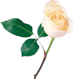 🌺 Blume, Rose, weiß, Natur, Blüte, Blumenmuster, Pflanze whatsapp sticker