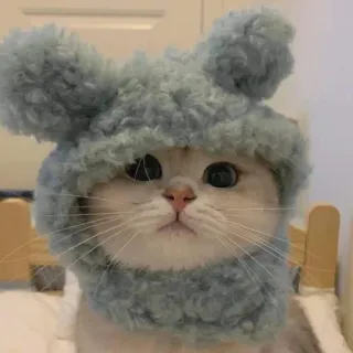😕 cat, animal, kitten, hat, cute telegram sticker