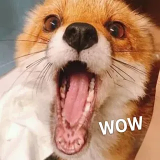 😮 WOW raposa, wow, animal, surpreso, fofo, meme telegram sticker