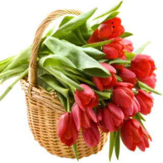 💐 цветы, тюльпаны, корзина, красный, весна whatsapp sticker