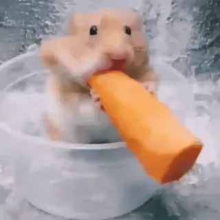 🐹 hamster, cenoura, animal, fofo, roedor, animal de estimação telegram sticker
