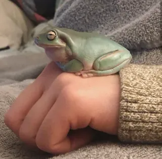 😏 grenouille, animal, vert, animal de compagnie, amphibien, main whatsapp sticker