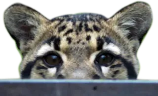 👁 Ozelot, Katze, Tier, Wildtier, Augen, Katzenartig telegram sticker
