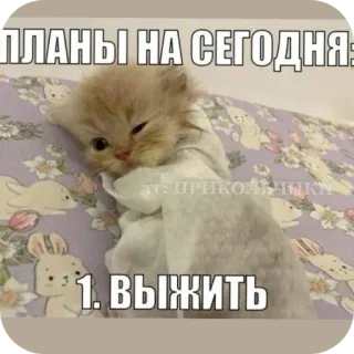 🖼 ПЛАНЫ НА СЕГОДНЯ: 1. ВЫЖИТЬ whatsapp sticker