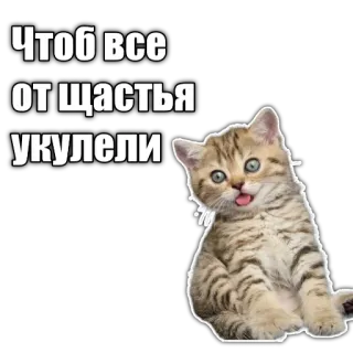 🤪 Чтоб все от счастья укулели cat, kitten, happy, cute, funny telegram sticker