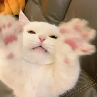 🐾 Katze, weiße Katze, süß, Tier, Haustier, Pfoten, rosa Pfoten whatsapp sticker