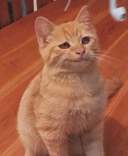 🤨 chat, chat orange, animal de compagnie, animal, animal domestique, félin telegram sticker