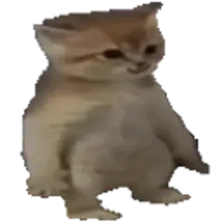 🐈 แมว, ลูกแมว, น่ารัก, สัตว์, มีม, ตลก telegram sticker