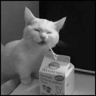 💮 NEW!
Denmark DRINKING YOGHURT Peach gatto, yogurt, bere, animale, pesca, latticini, bevanda telegram sticker