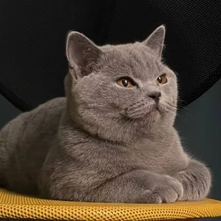 🌝 kucing, British Shorthair, kucing abu-abu, hewan peliharaan, binatang, kucing domestik telegram sticker