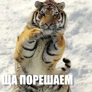 😉 ЩА ПОРЕШАЕМ tiger, animal, russian, meme, snow telegram sticker