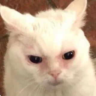 🥺 cat, angry, white cat, meme, animal, funny, cute whatsapp sticker