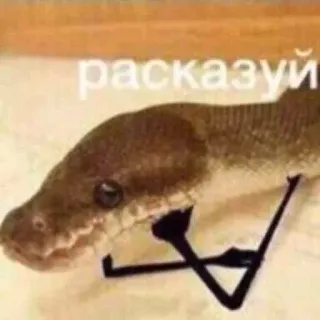 👂 рассказуй cobra, animal, réptil, engraçado, meme telegram sticker