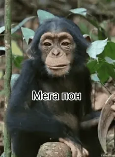 😐 Мега пон monkey, ape, animal, funny, meme telegram sticker
