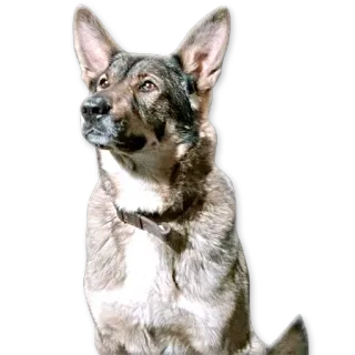🐶 Hund, Tier, Haustier, Hundeartig, Deutscher Schäferhund telegram sticker