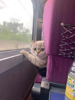 🐱 kucing, kereta, hewan peliharaan, hewan, perjalanan, imut, penumpang telegram sticker