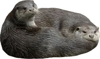 👬 wydra, zwierzęta, dzika przyroda, ssaki, słodkie, wydra rzeczna telegram sticker