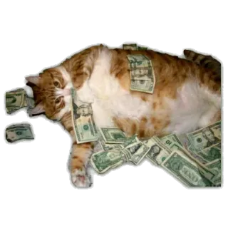 🤑 고양이, 돈, 달러, 부자, 현금, 애완동물 telegram sticker