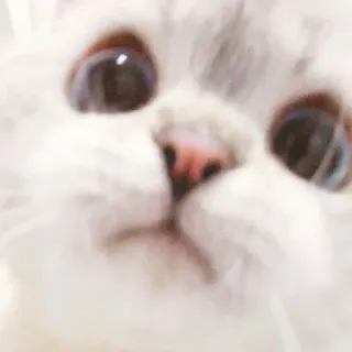 🐈 猫, 子猫, 動物, ペット, かわいい, 白猫, ふわふわ whatsapp sticker