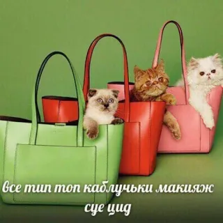 🤡 все тип топ каблучки макияж суе цид แมว, กระเป๋า, เครื่องประดับ, น่ารัก, ลูกแมว, สัตว์ telegram sticker