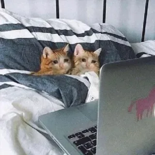 📺 cat, cats, laptop, bed, watching, animals whatsapp sticker