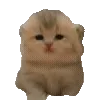 🐈