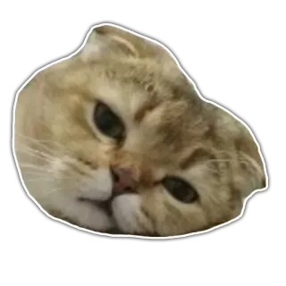 😒 Katze, Haustier, Tier, süß, Aufkleber whatsapp sticker