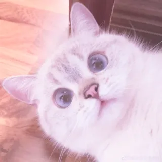 🐱 gato, mascota, gatito, animal, lindo, ojos, blanco, doméstico whatsapp sticker