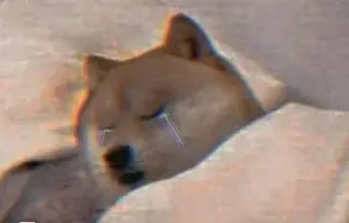 😭 Doge doge, buồn, meme, chó, khóc telegram sticker
