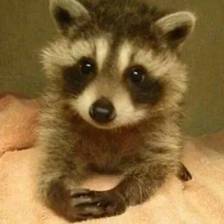 🧐 raton laveur, animal, mignon, faune, poilu, mammifère telegram sticker