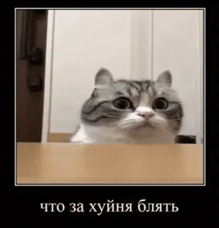 😳 что за хуйня блять gato, meme, engraçado, ofensivo, russo, expressão telegram sticker