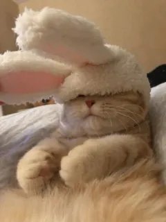 🐰 猫, 子猫, うさぎの耳, 動物, ペット, かわいい, ふわふわ telegram sticker
