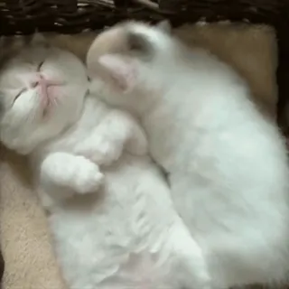 🤧 kitten, cat, sleeping, cute, white, animal, pet whatsapp sticker