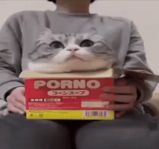 🌟 PORNO cat, box, funny, offensive, humor telegram sticker