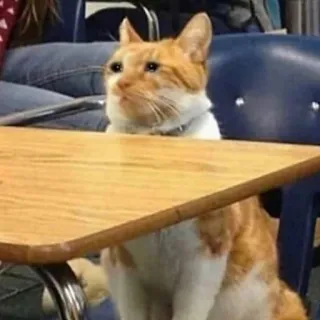 😢 kucing, meja, kelas, binatang, sedih telegram sticker