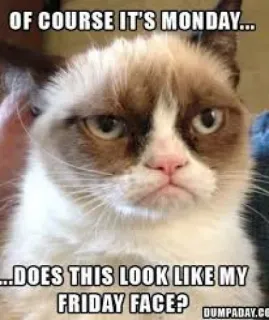 🙃 Grumpy Cat OF COURSE IT'S MONDAY... DOES THIS LOOK LIKE MY FRIDAY FACE? 猫, 暴躁猫, 星期一, 星期五, 表情包, 幽默, 搞笑 whatsapp sticker