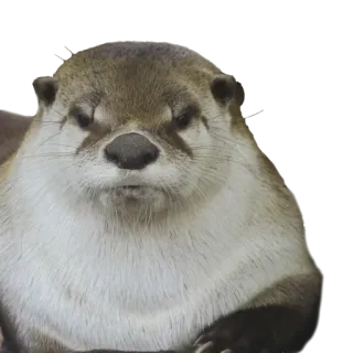 😠 Выдра, животное, милый, дикая природа, млекопитающее telegram sticker