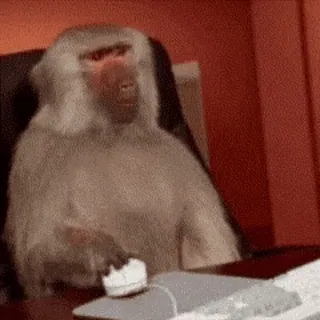 🖥 babouin, singe, singe, bureau, ordinateur, animal, drôle whatsapp sticker