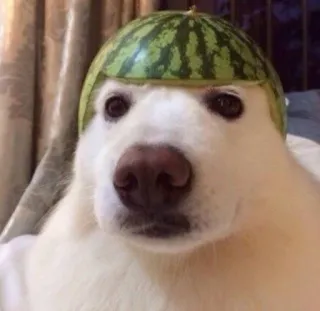 🍉 hond, watermeloen, huisdier, dier, grappig, schattig, helm telegram sticker