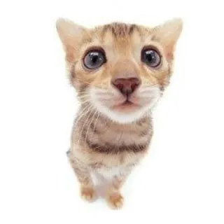 🤯 고양이, 새끼 고양이, 애완 동물, 동물, 귀여운, 웃긴 telegram sticker