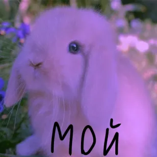 🐰 МОЙ lapin, mignon, animal, animal de compagnie whatsapp sticker