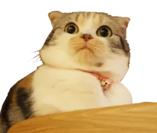 🙈 cat, kitten, cute, pet, animal, feline telegram sticker