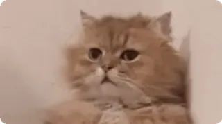 😔 mèo, dễ thương, động vật, thú cưng, mềm mại, mèo con telegram sticker